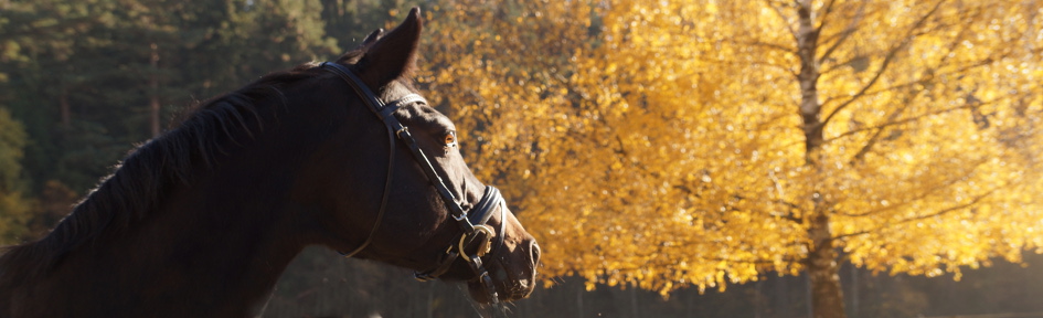 Pferdezucht Familie Zettl